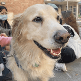 therapydogs